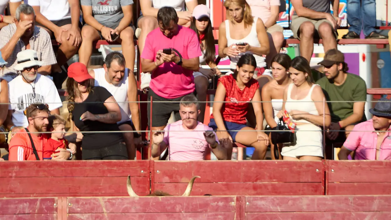 Vacas en la Plaza de Toros durante las fiestas de Arguedas 2025 tras el encierro del Estrecho con la ganaderia de Víctor Ustárroz de Arguedas. IÑIGO ALZUGARAY