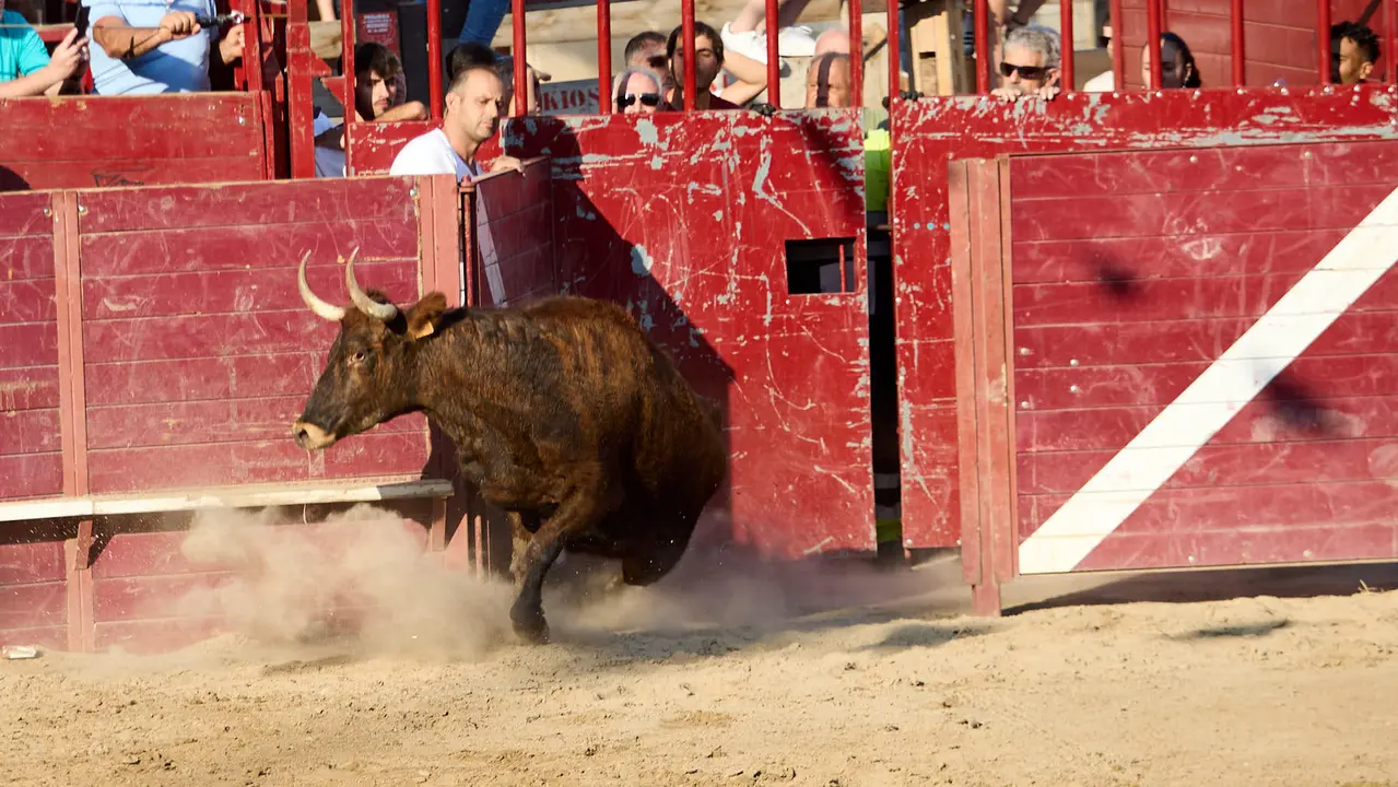 Vacas en la Plaza de Toros durante las fiestas de Arguedas 2025 tras el encierro del Estrecho con la ganaderia de Víctor Ustárroz de Arguedas. IÑIGO ALZUGARAY