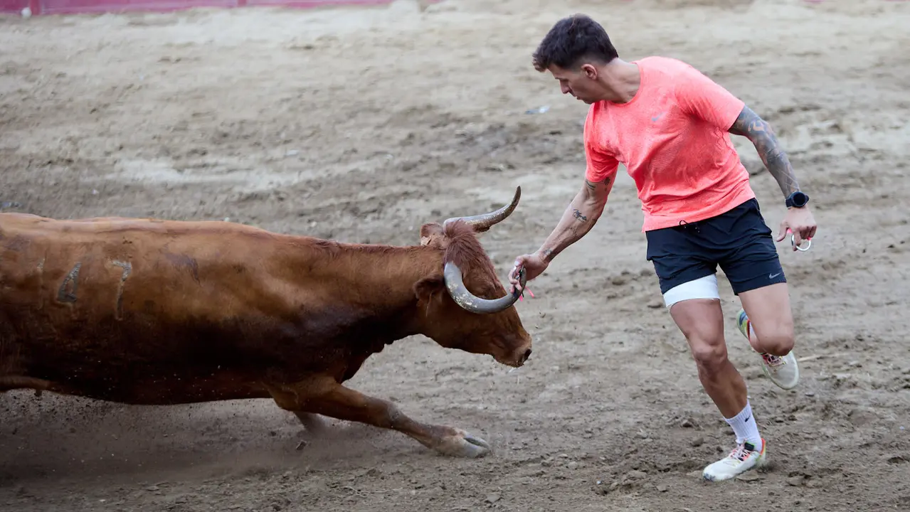 Vacas en la Plaza de Toros durante las fiestas de Arguedas 2025 tras el encierro del Estrecho con la ganaderia de Víctor Ustárroz de Arguedas. IÑIGO ALZUGARAY