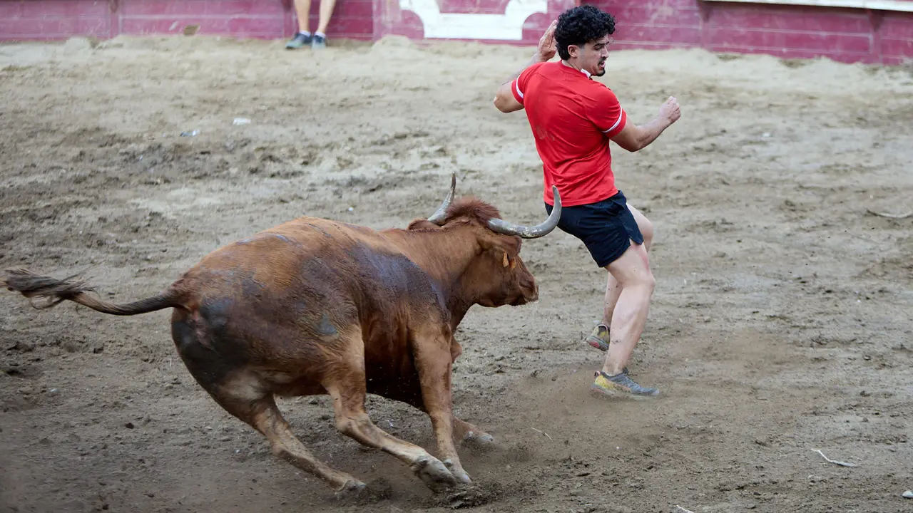 Vacas en la Plaza de Toros durante las fiestas de Arguedas 2025 tras el encierro del Estrecho con la ganaderia de Víctor Ustárroz de Arguedas. IÑIGO ALZUGARAY