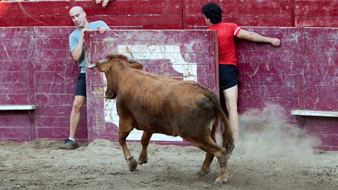 Vacas en la Plaza de Toros durante las fiestas de Arguedas 2025 tras el encierro del Estrecho con la ganaderia de Víctor Ustárroz de Arguedas. IÑIGO ALZUGARAY