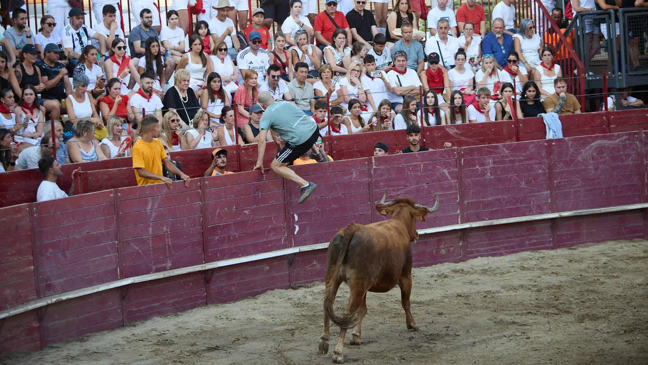 Vacas en la Plaza de Toros durante las fiestas de Arguedas 2025 tras el encierro del Estrecho con la ganaderia de Víctor Ustárroz de Arguedas. IÑIGO ALZUGARAY