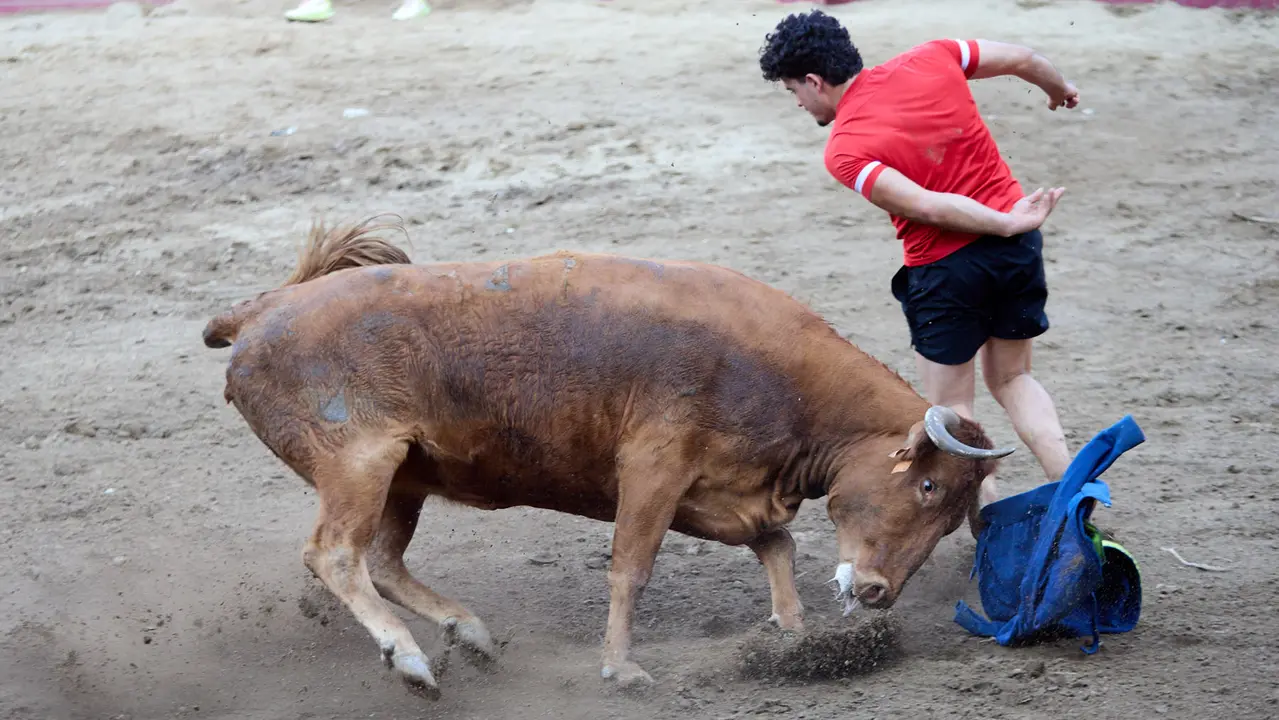 Vacas en la Plaza de Toros durante las fiestas de Arguedas 2025 tras el encierro del Estrecho con la ganaderia de Víctor Ustárroz de Arguedas. IÑIGO ALZUGARAY