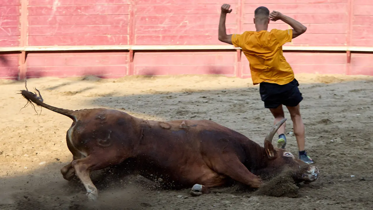 Vacas en la Plaza de Toros durante las fiestas de Arguedas 2025 tras el encierro del Estrecho con la ganaderia de Víctor Ustárroz de Arguedas. IÑIGO ALZUGARAY