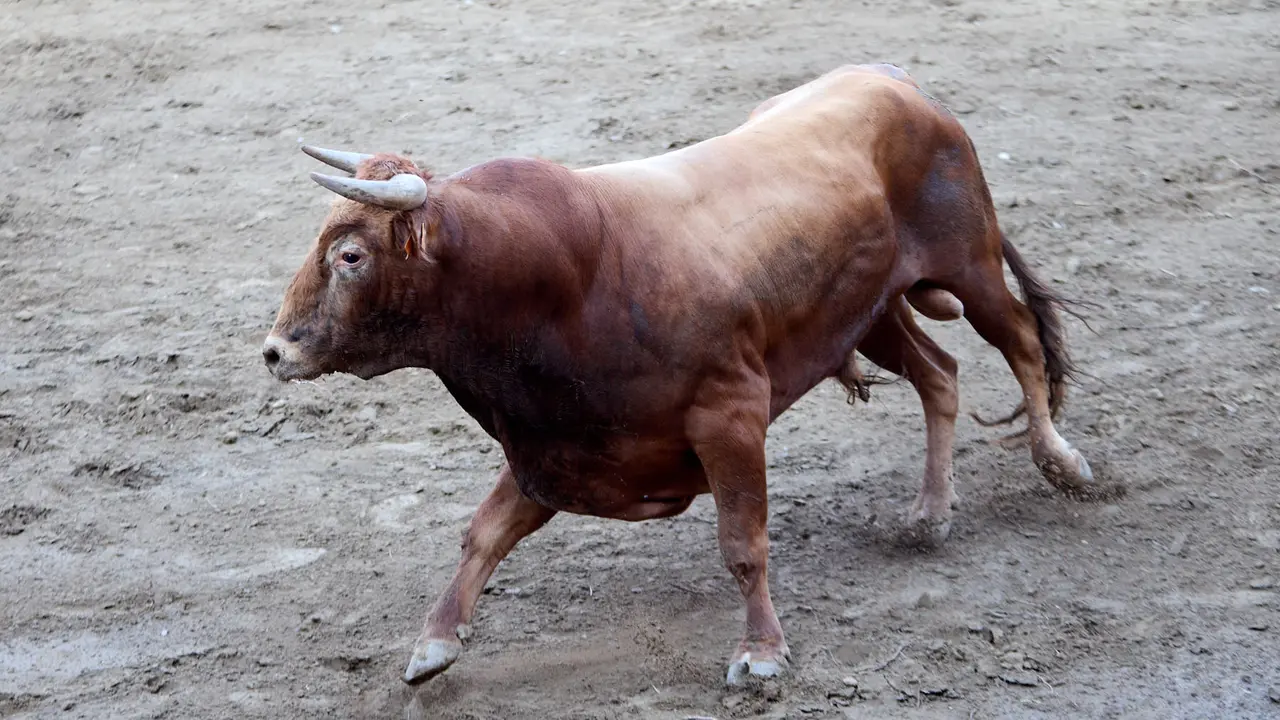 Vacas en la Plaza de Toros durante las fiestas de Arguedas 2025 tras el encierro del Estrecho con la ganaderia de Víctor Ustárroz de Arguedas. IÑIGO ALZUGARAY