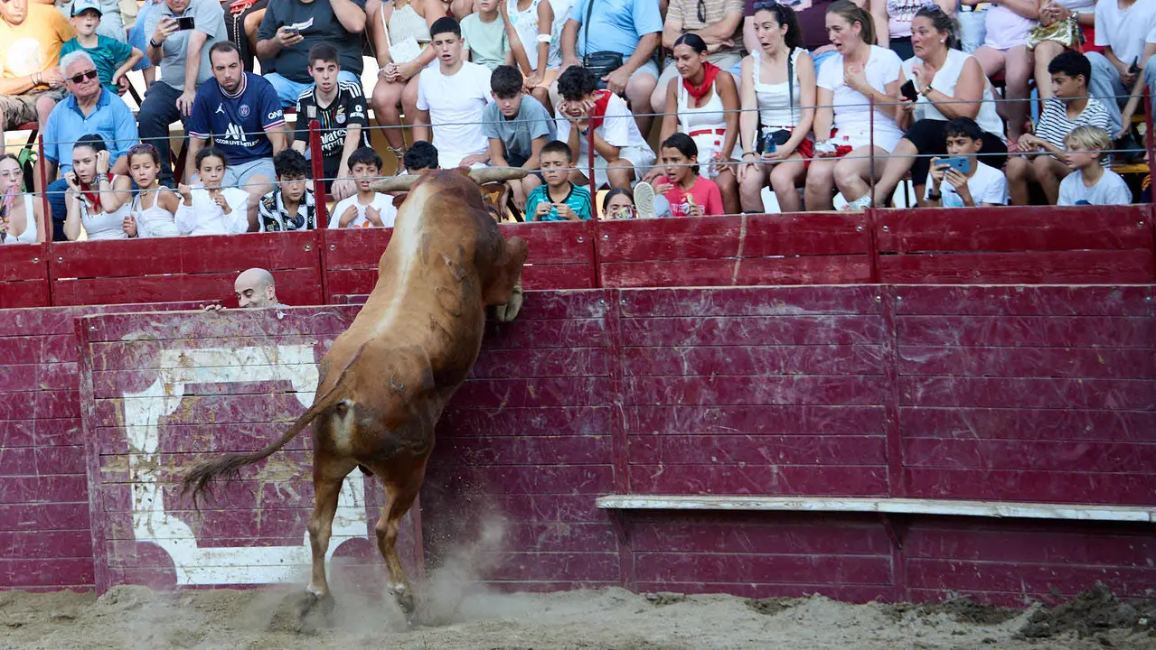 Vacas en la Plaza de Toros durante las fiestas de Arguedas 2025 tras el encierro del Estrecho con la ganaderia de Víctor Ustárroz de Arguedas. IÑIGO ALZUGARAY