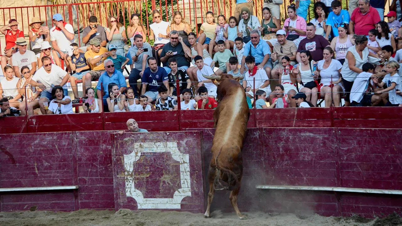 Vacas en la Plaza de Toros durante las fiestas de Arguedas 2025 tras el encierro del Estrecho con la ganaderia de Víctor Ustárroz de Arguedas. IÑIGO ALZUGARAY