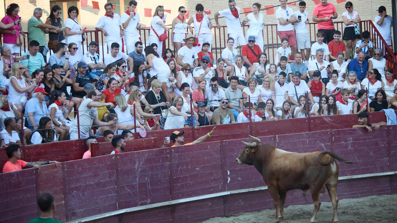 Vacas en la Plaza de Toros durante las fiestas de Arguedas 2025 tras el encierro del Estrecho con la ganaderia de Víctor Ustárroz de Arguedas. IÑIGO ALZUGARAY