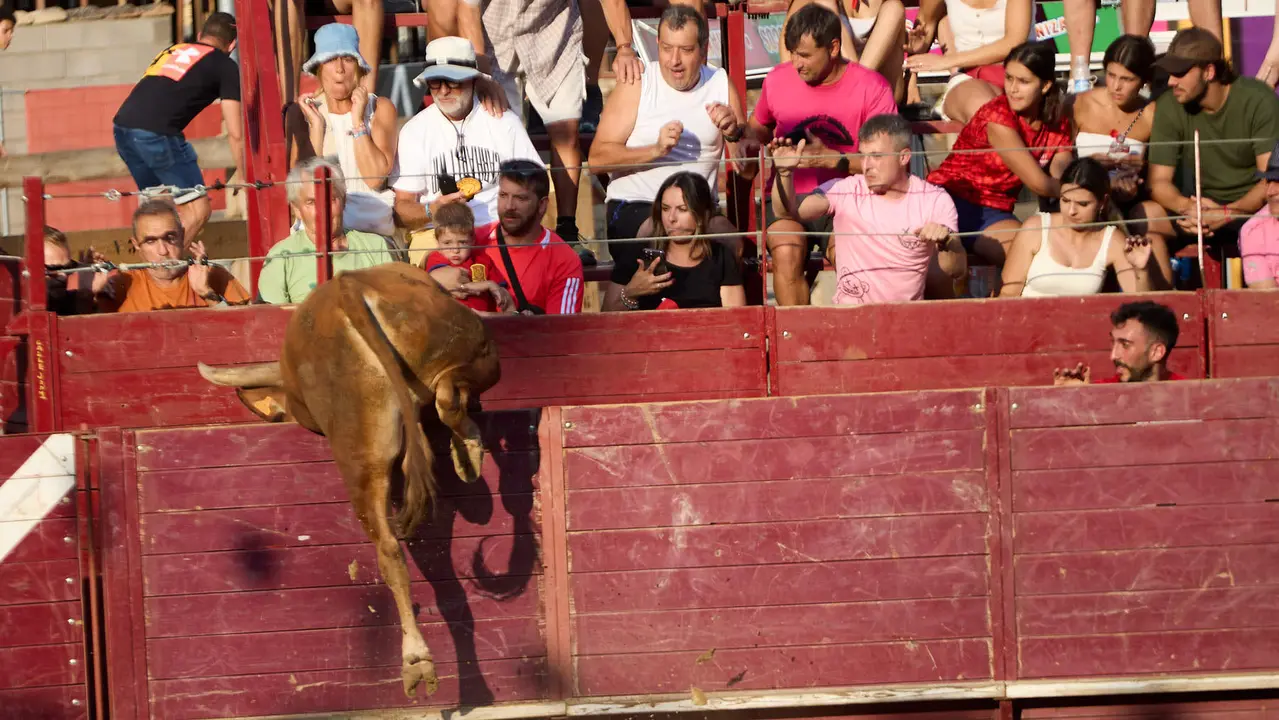 Vacas en la Plaza de Toros durante las fiestas de Arguedas 2025 tras el encierro del Estrecho con la ganaderia de Víctor Ustárroz de Arguedas. IÑIGO ALZUGARAY