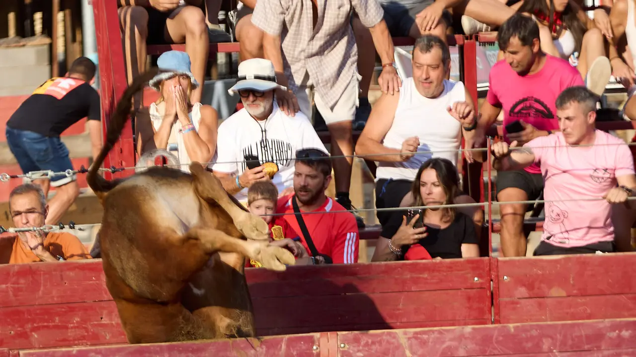 Vacas en la Plaza de Toros durante las fiestas de Arguedas 2025 tras el encierro del Estrecho con la ganaderia de Víctor Ustárroz de Arguedas. IÑIGO ALZUGARAY
