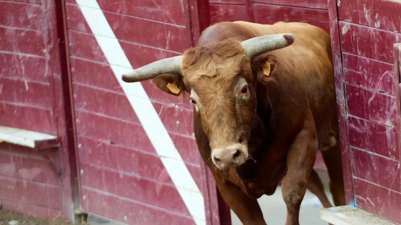Vacas en la Plaza de Toros durante las fiestas de Arguedas 2025 tras el encierro del Estrecho con la ganaderia de Víctor Ustárroz de Arguedas. IÑIGO ALZUGARAY