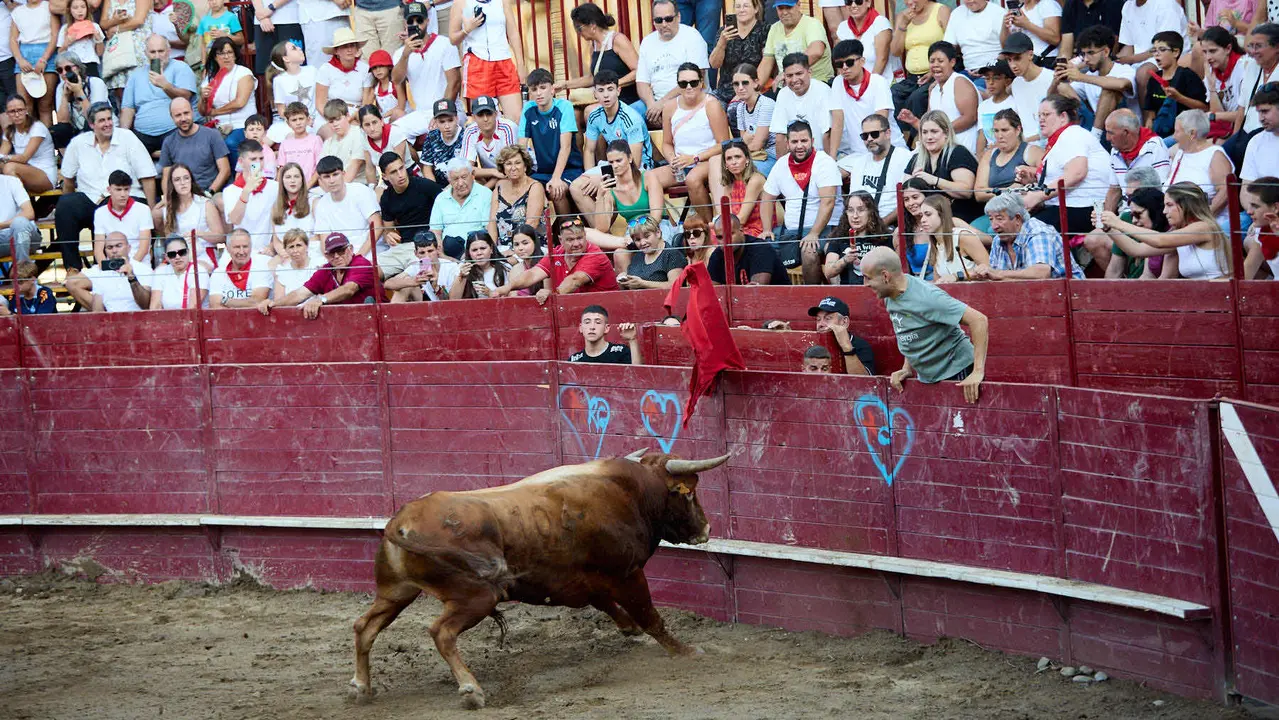 Vacas en la Plaza de Toros durante las fiestas de Arguedas 2025 tras el encierro del Estrecho con la ganaderia de Víctor Ustárroz de Arguedas. IÑIGO ALZUGARAY