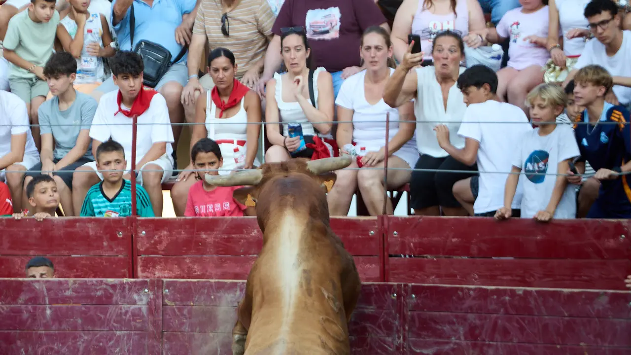 Vacas en la Plaza de Toros durante las fiestas de Arguedas 2025 tras el encierro del Estrecho con la ganaderia de Víctor Ustárroz de Arguedas. IÑIGO ALZUGARAY