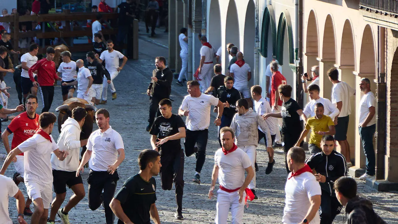 Encierro de novillos durante las Fiestas de Estella de 2025. IÑIGO ALZUGARAY