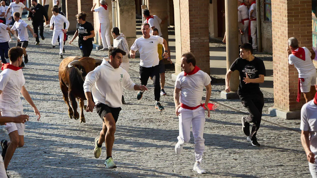 Encierro de novillos durante las Fiestas de Estella de 2025. IÑIGO ALZUGARAY