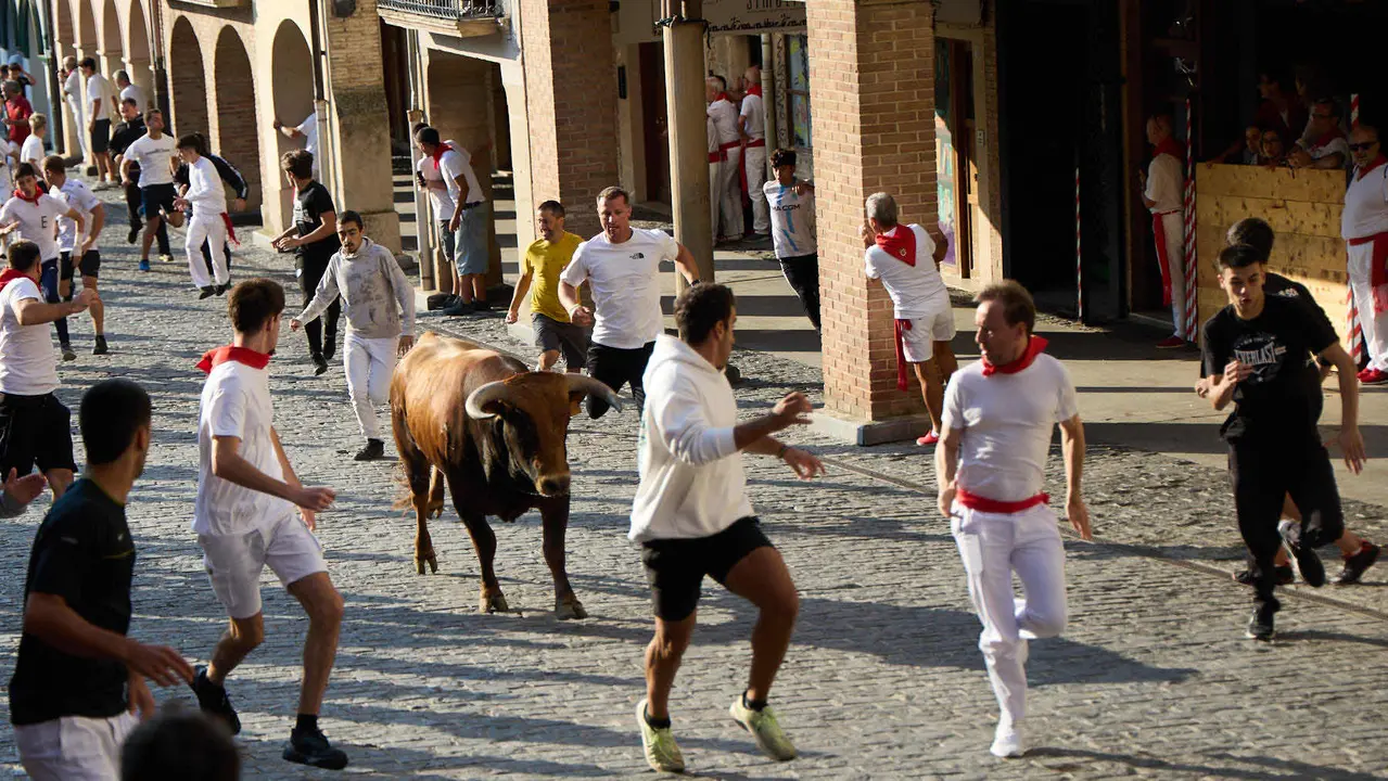 Encierro de novillos durante las Fiestas de Estella de 2025. IÑIGO ALZUGARAY