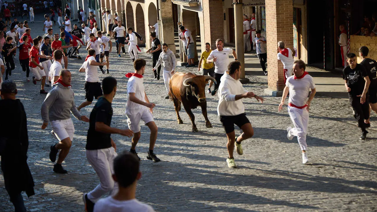 Encierro de novillos durante las Fiestas de Estella de 2025. IÑIGO ALZUGARAY