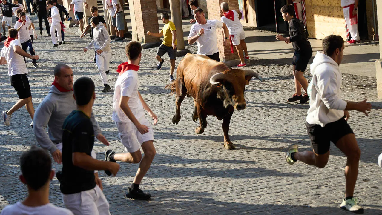 Encierro de novillos durante las Fiestas de Estella de 2025. IÑIGO ALZUGARAY