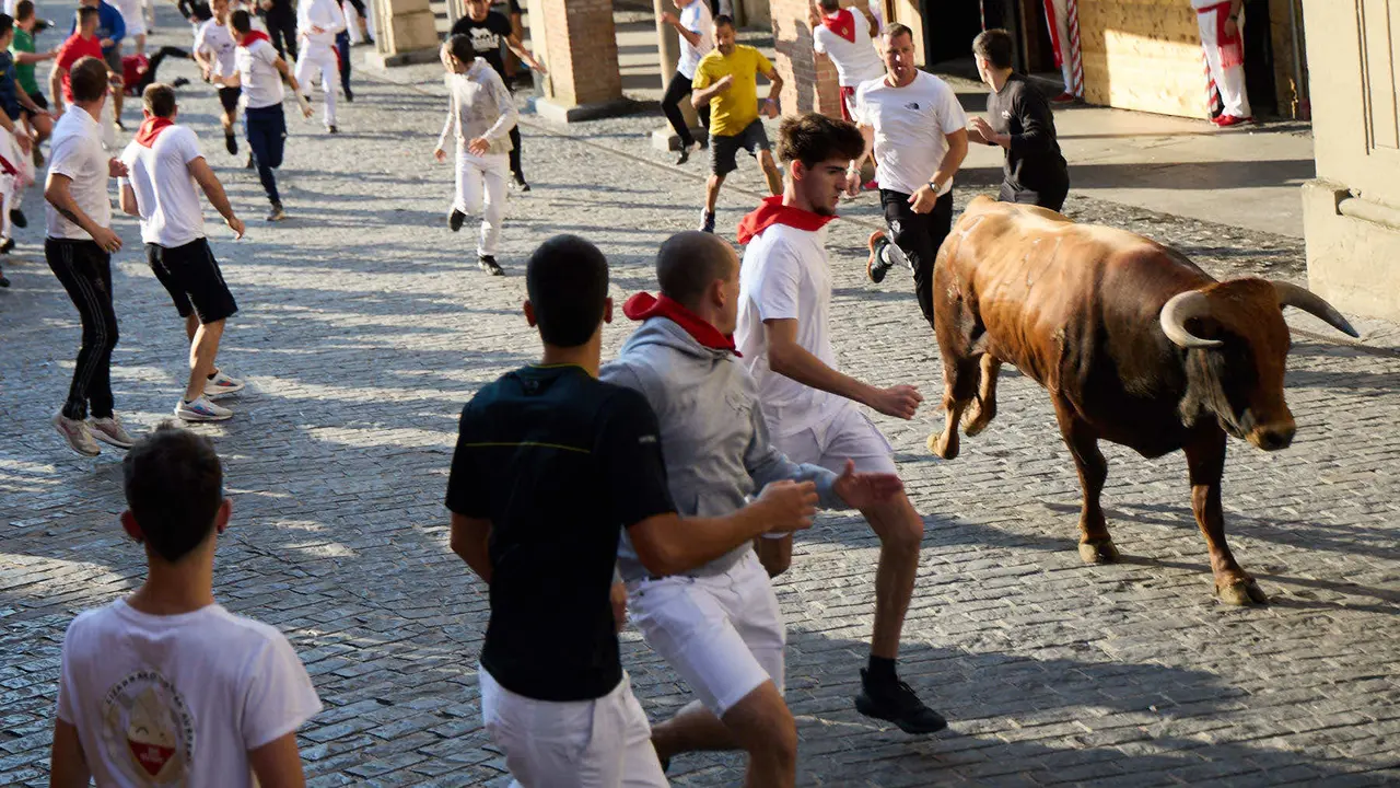 Encierro de novillos durante las Fiestas de Estella de 2025. IÑIGO ALZUGARAY