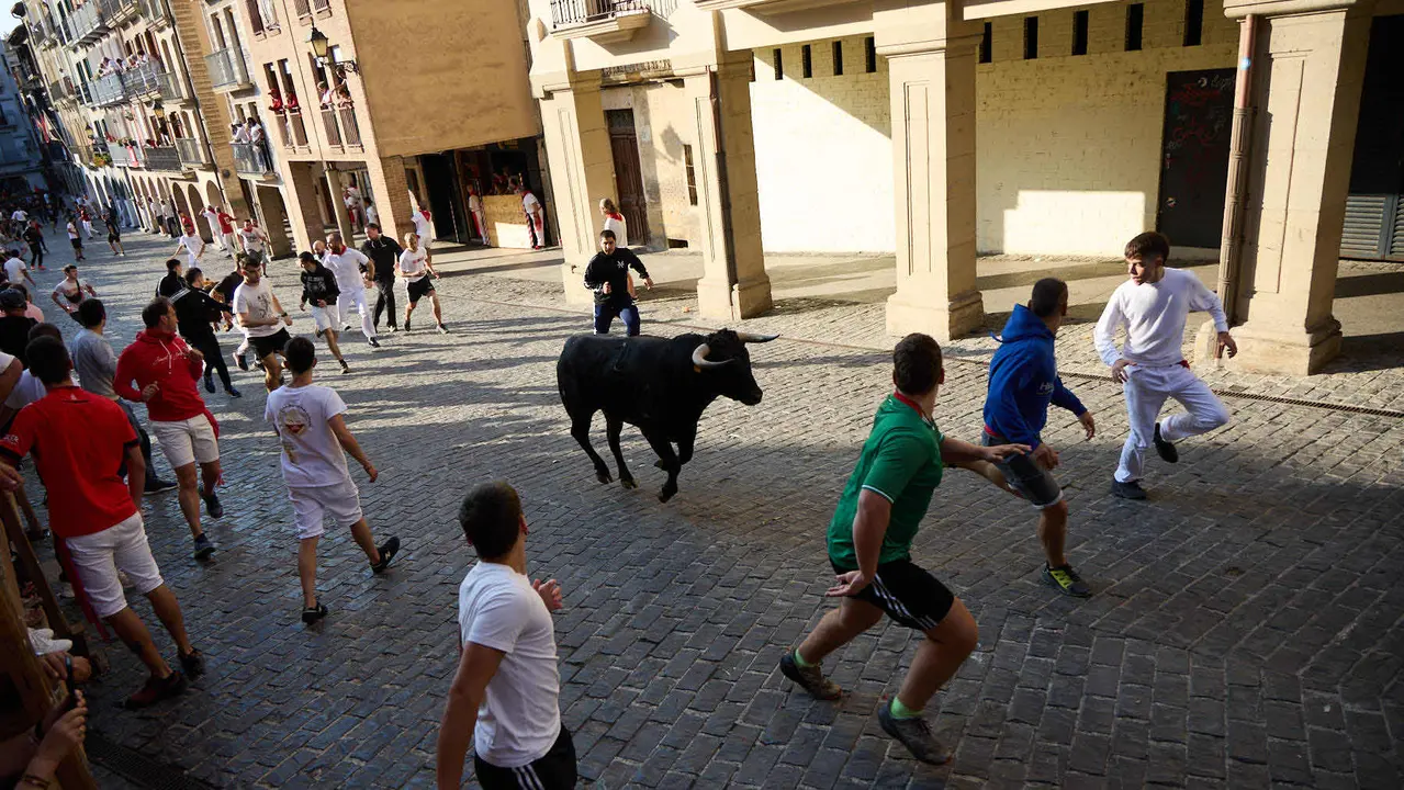 Encierro de novillos durante las Fiestas de Estella de 2025. IÑIGO ALZUGARAY