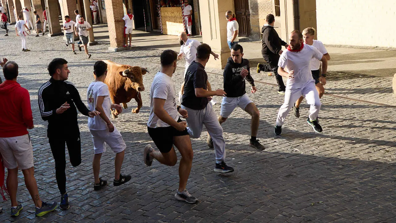 Encierro de novillos durante las Fiestas de Estella de 2025. IÑIGO ALZUGARAY