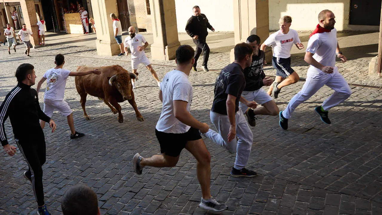 Encierro de novillos durante las Fiestas de Estella de 2025. IÑIGO ALZUGARAY