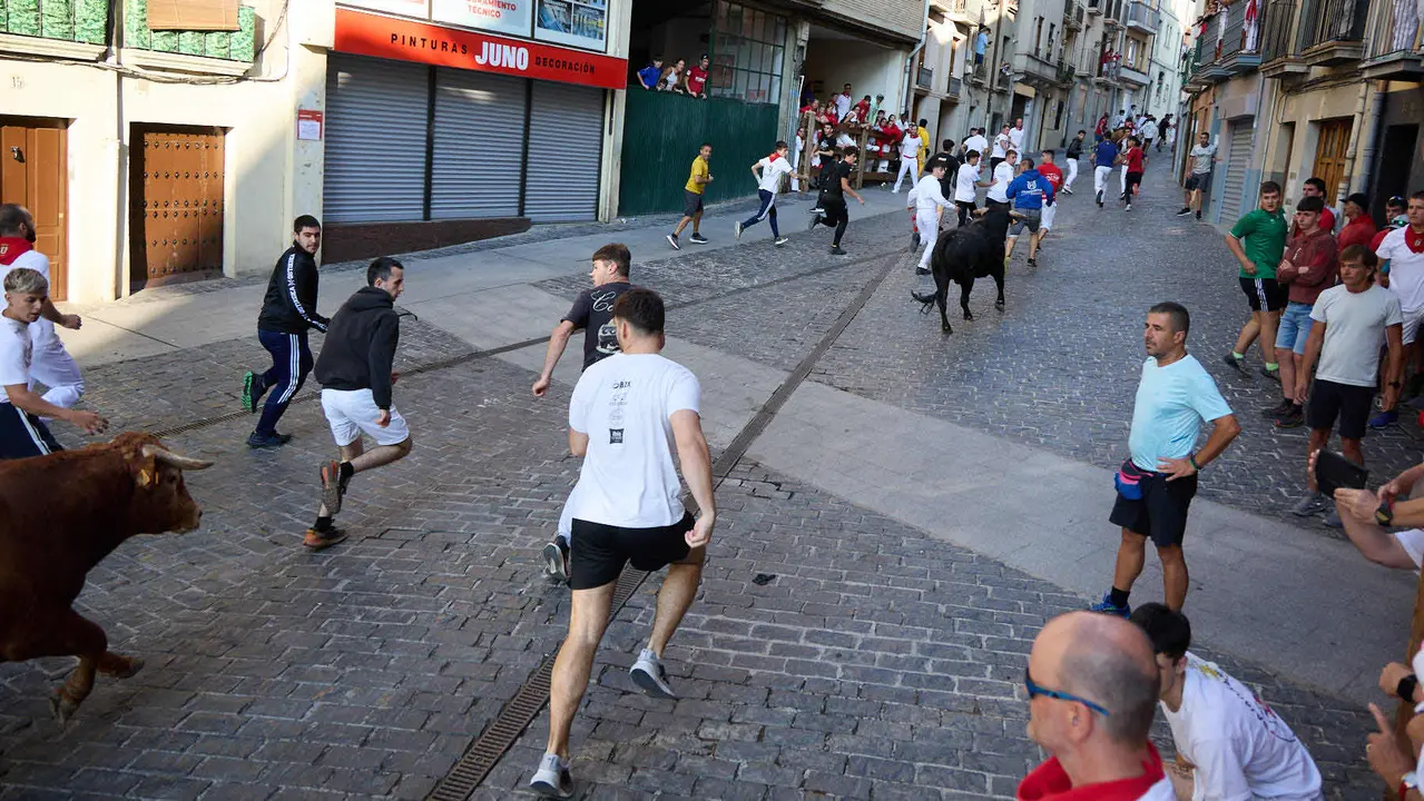 Encierro de novillos durante las Fiestas de Estella de 2025. IÑIGO ALZUGARAY