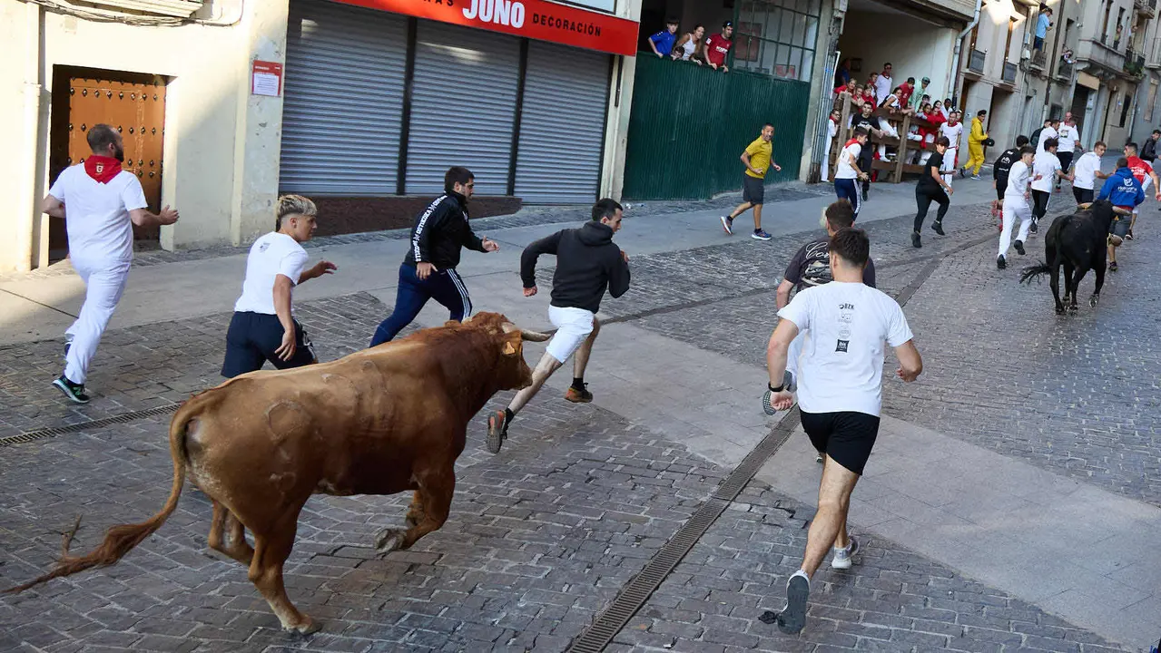 Encierro de novillos durante las Fiestas de Estella de 2025. IÑIGO ALZUGARAY