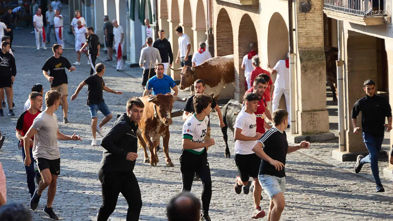 Encierro de novillos durante las Fiestas de Estella de 2025. IÑIGO ALZUGARAY