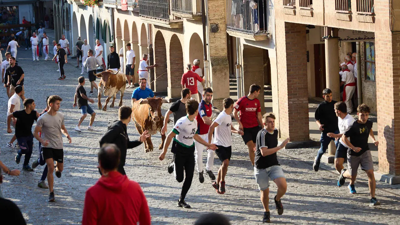 Encierro de novillos durante las Fiestas de Estella de 2025. IÑIGO ALZUGARAY