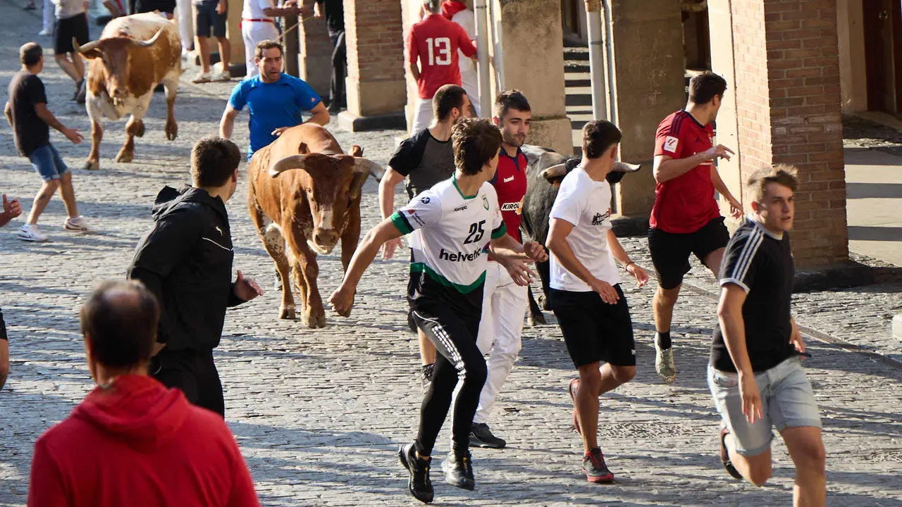Encierro de novillos durante las Fiestas de Estella de 2025. IÑIGO ALZUGARAY