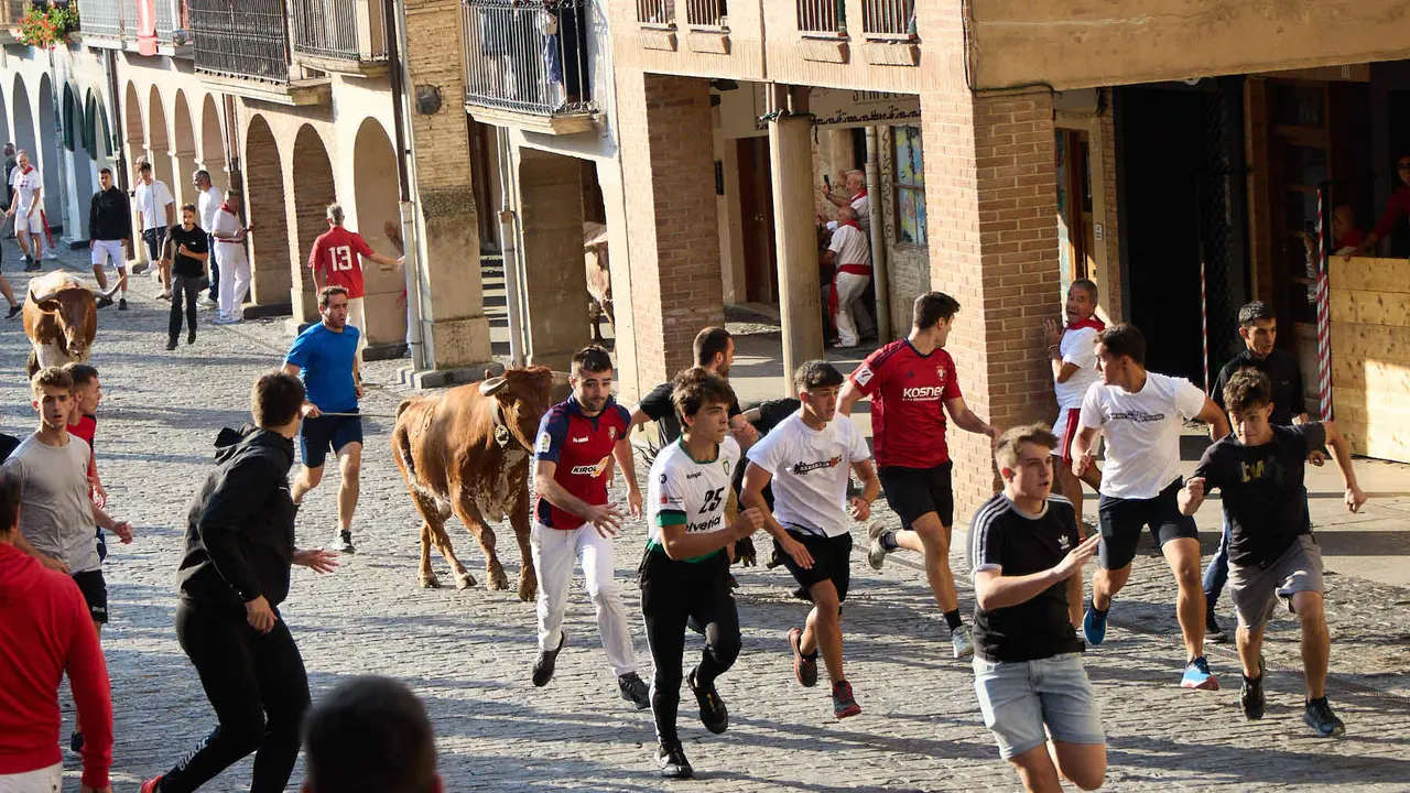 Encierro de novillos durante las Fiestas de Estella de 2025. IÑIGO ALZUGARAY