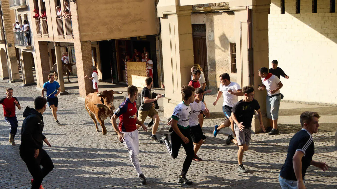 Encierro de novillos durante las Fiestas de Estella de 2025. IÑIGO ALZUGARAY