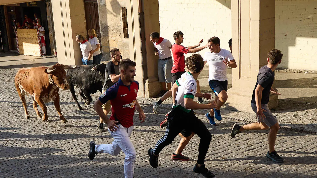 Encierro de novillos durante las Fiestas de Estella de 2025. IÑIGO ALZUGARAY