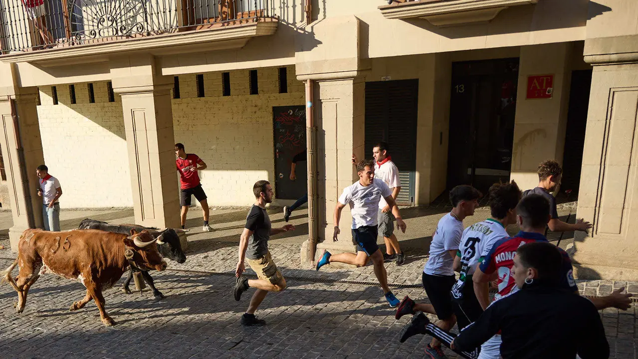 Encierro de novillos durante las Fiestas de Estella de 2025. IÑIGO ALZUGARAY
