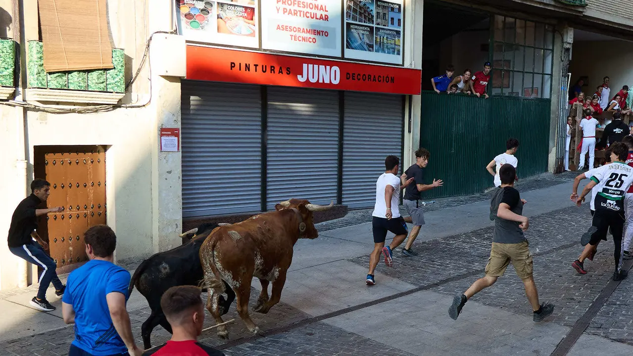 Encierro de novillos durante las Fiestas de Estella de 2025. IÑIGO ALZUGARAY