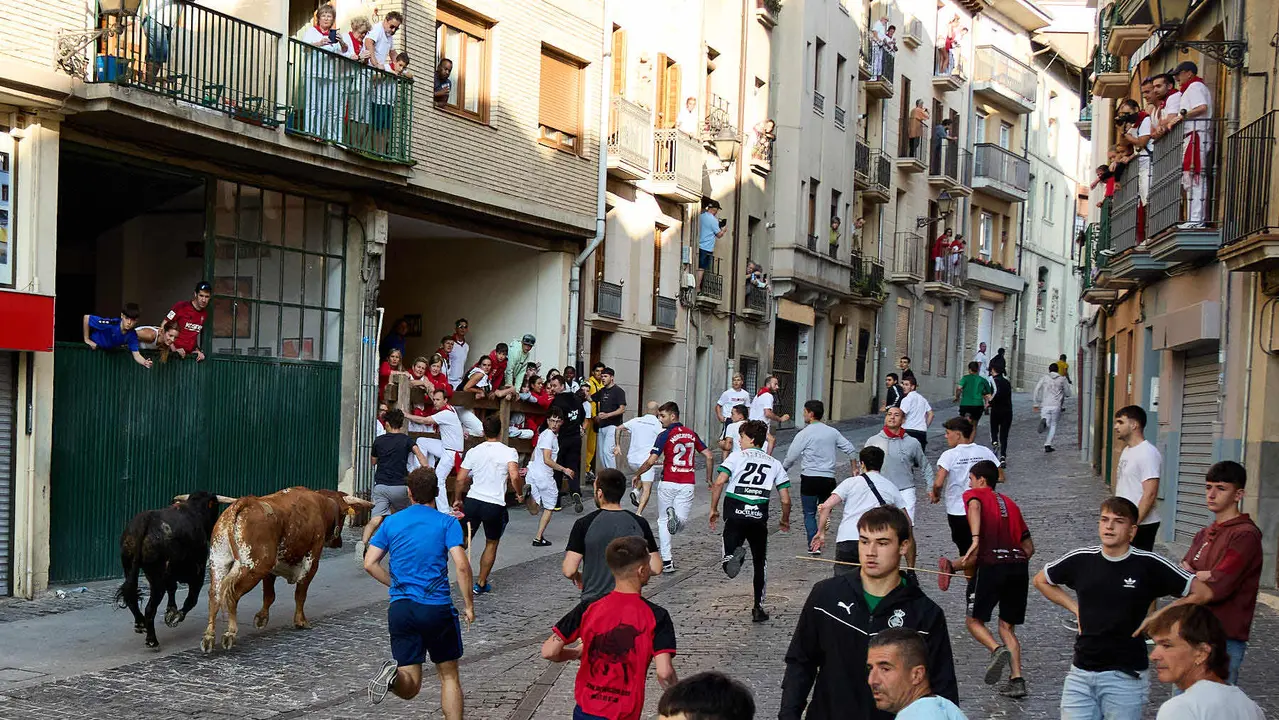 Encierro de novillos durante las Fiestas de Estella de 2025. IÑIGO ALZUGARAY