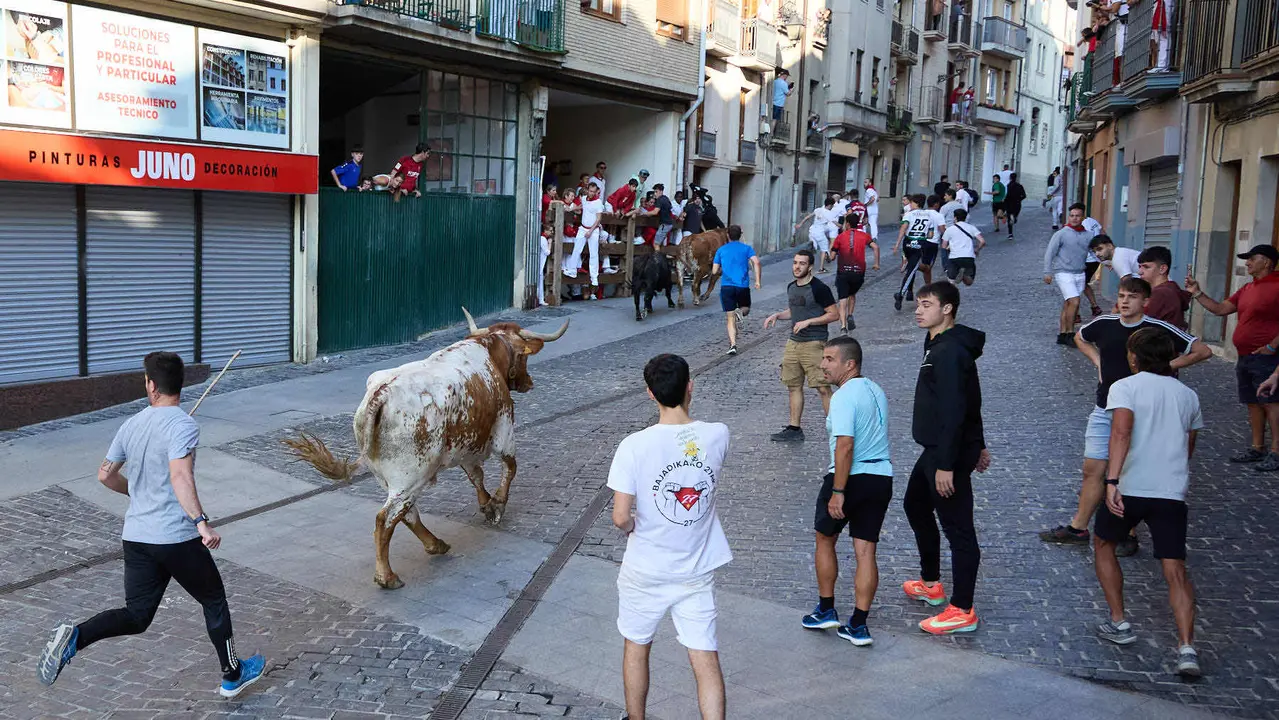 Encierro de novillos durante las Fiestas de Estella de 2025. IÑIGO ALZUGARAY