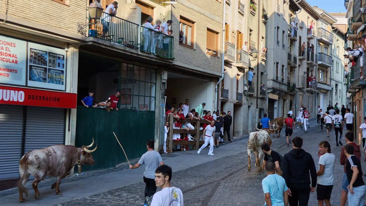Encierro de novillos durante las Fiestas de Estella de 2025. IÑIGO ALZUGARAY