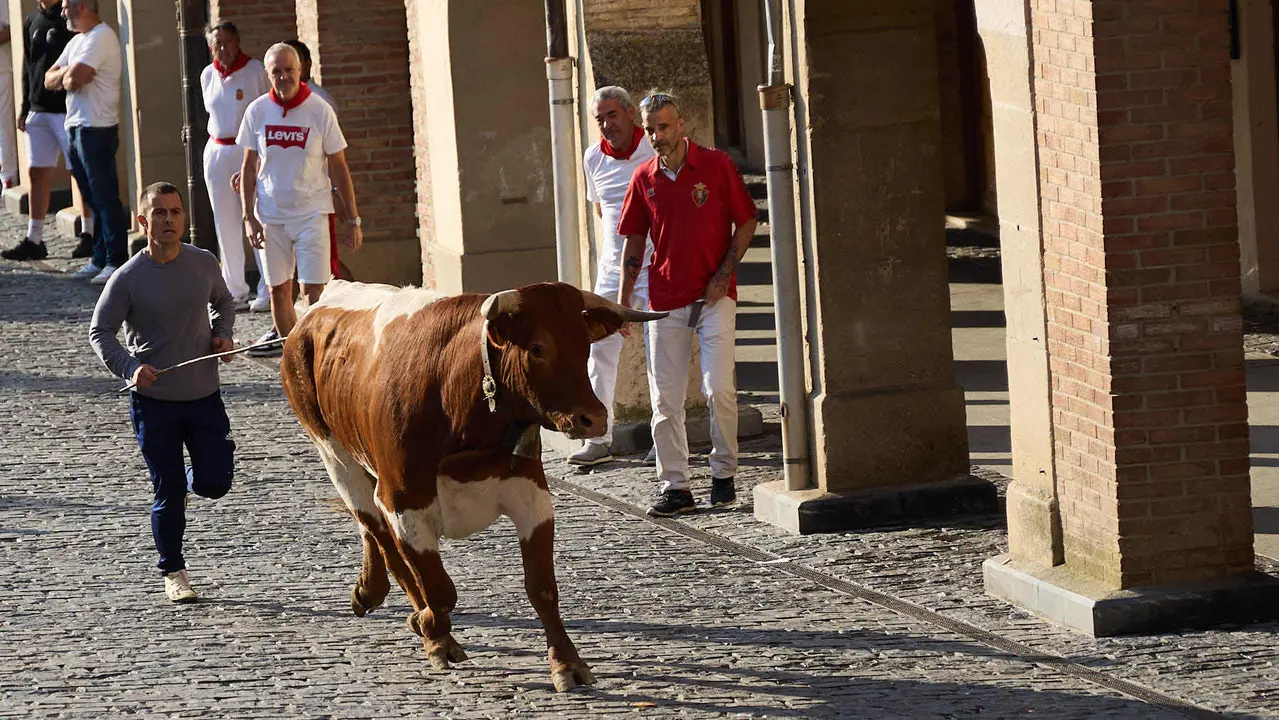 Encierro de novillos durante las Fiestas de Estella de 2025. IÑIGO ALZUGARAY