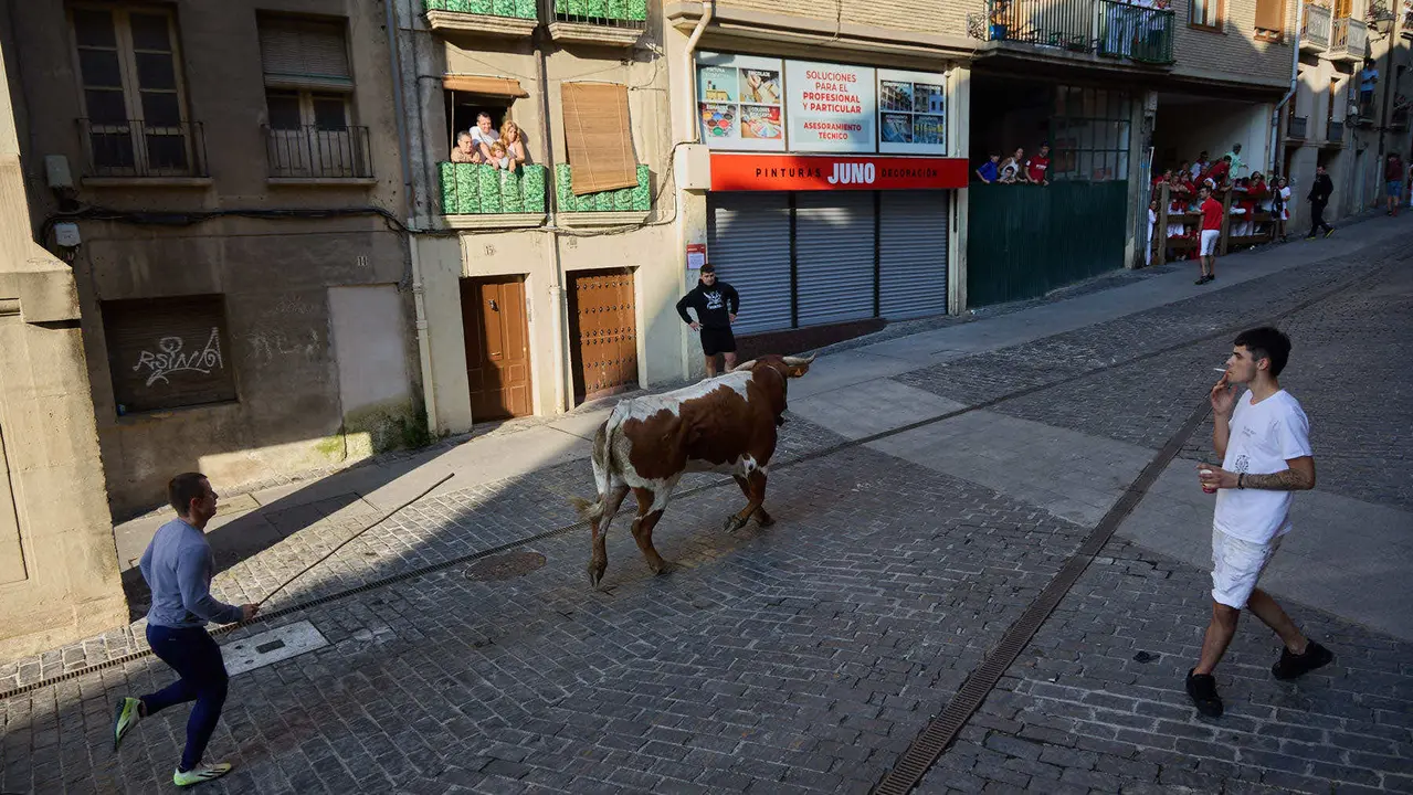 Encierro de novillos durante las Fiestas de Estella de 2025. IÑIGO ALZUGARAY