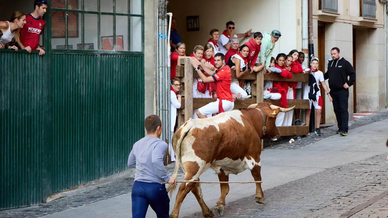 Encierro de novillos durante las Fiestas de Estella de 2025. IÑIGO ALZUGARAY