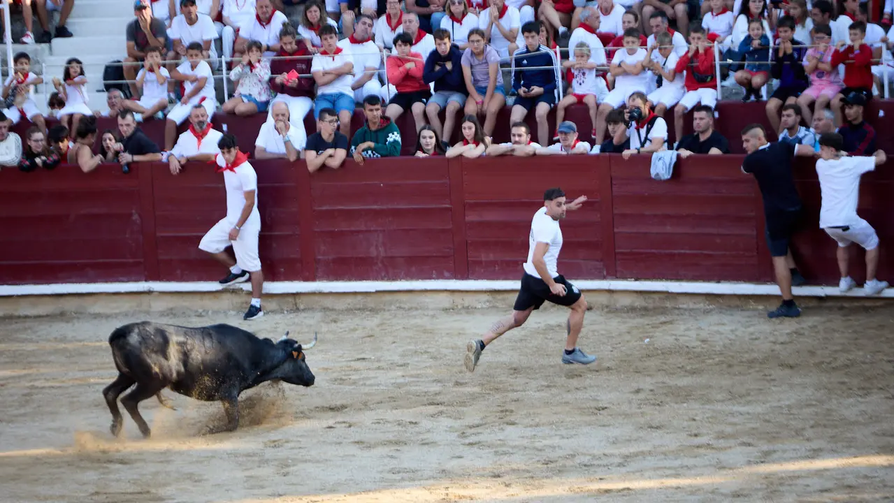 Suelta de vaquillas en la Plaza de Toros tras el encierro de novillos durante las Fiestas de Estella de 2025. IÑIGO ALZUGARAY