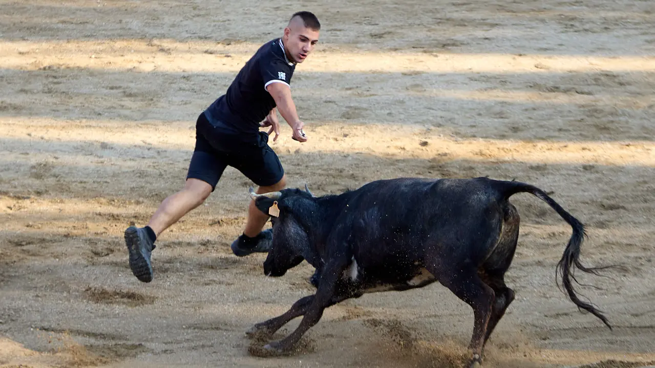 Suelta de vaquillas en la Plaza de Toros tras el encierro de novillos durante las Fiestas de Estella de 2025. IÑIGO ALZUGARAY