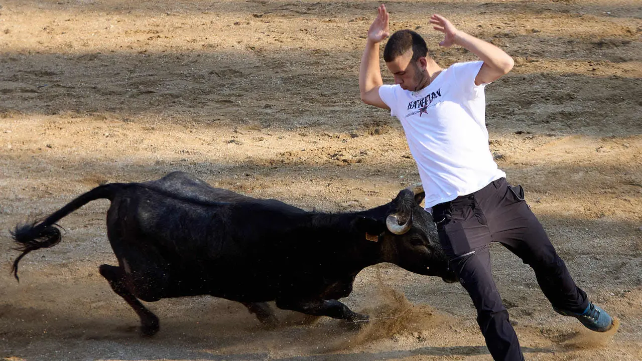 Suelta de vaquillas en la Plaza de Toros tras el encierro de novillos durante las Fiestas de Estella de 2025. IÑIGO ALZUGARAY