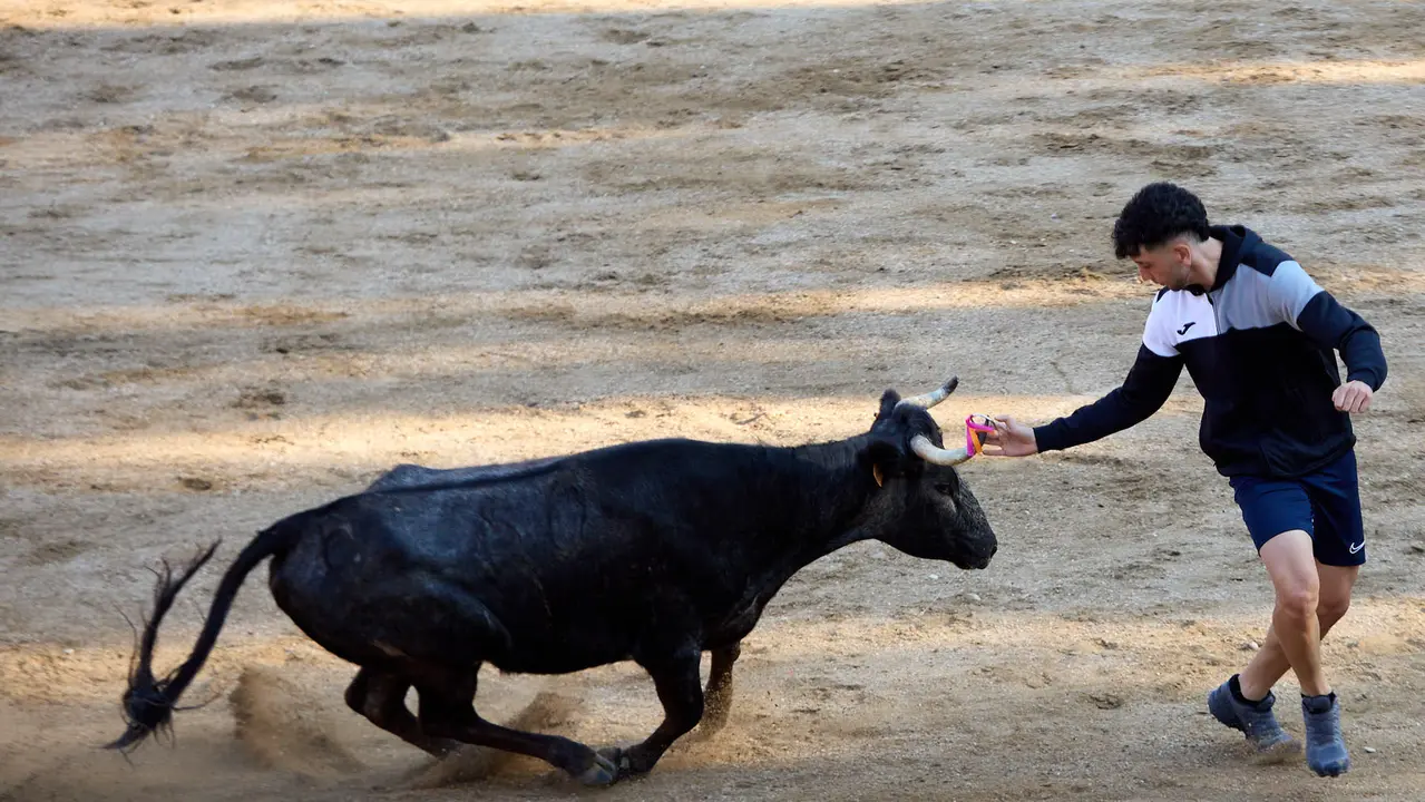 Suelta de vaquillas en la Plaza de Toros tras el encierro de novillos durante las Fiestas de Estella de 2025. IÑIGO ALZUGARAY