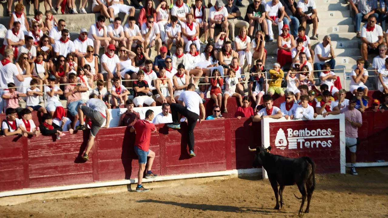 Suelta de vaquillas en la Plaza de Toros tras el encierro de novillos durante las Fiestas de Estella de 2025. IÑIGO ALZUGARAY