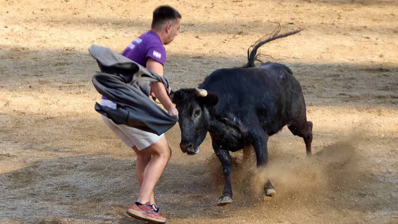 Suelta de vaquillas en la Plaza de Toros tras el encierro de novillos durante las Fiestas de Estella de 2025. IÑIGO ALZUGARAY
