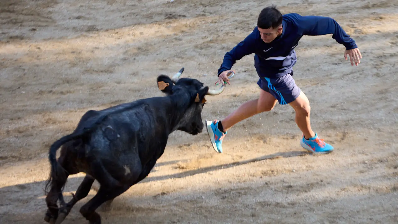 Suelta de vaquillas en la Plaza de Toros tras el encierro de novillos durante las Fiestas de Estella de 2025. IÑIGO ALZUGARAY