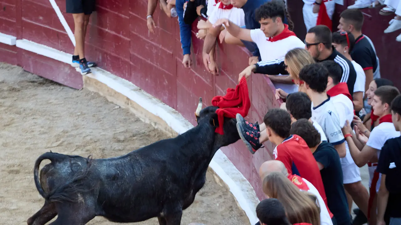Suelta de vaquillas en la Plaza de Toros tras el encierro de novillos durante las Fiestas de Estella de 2025. IÑIGO ALZUGARAY